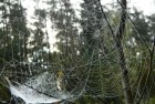 Cobweb