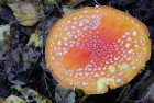 Fly agaric