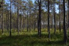 Green forest